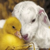 furry-farm-friends