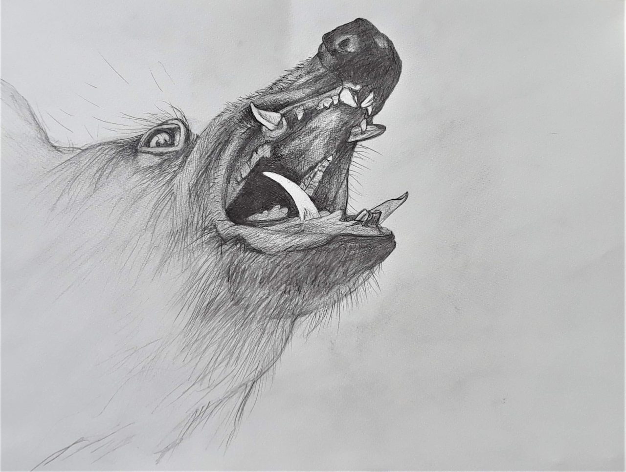 SUSAN PELISH – SOUTH FLORIDA ARTIST