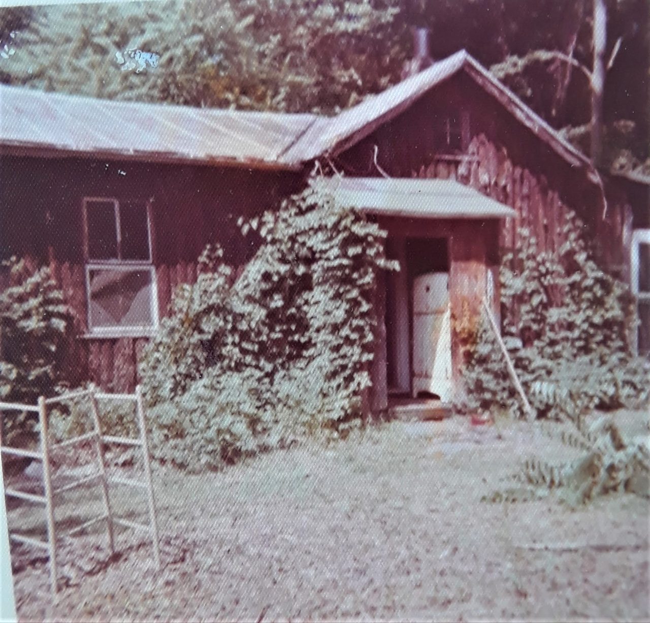 SUSAN PELISH – SOUTH FLORIDA ARTIST