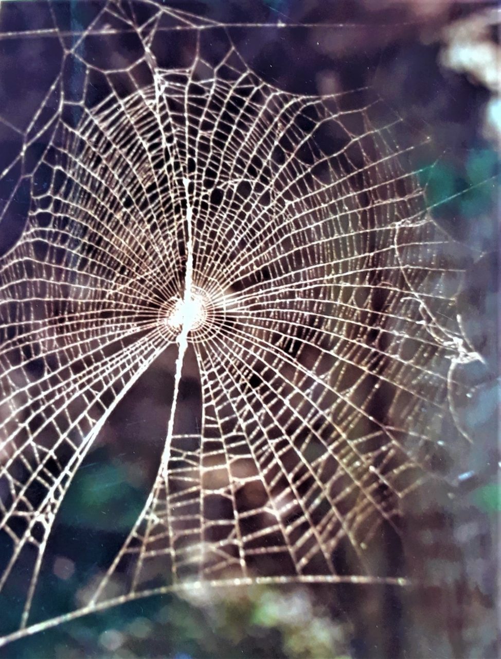 SUSAN PELISH – SOUTH FLORIDA ARTIST