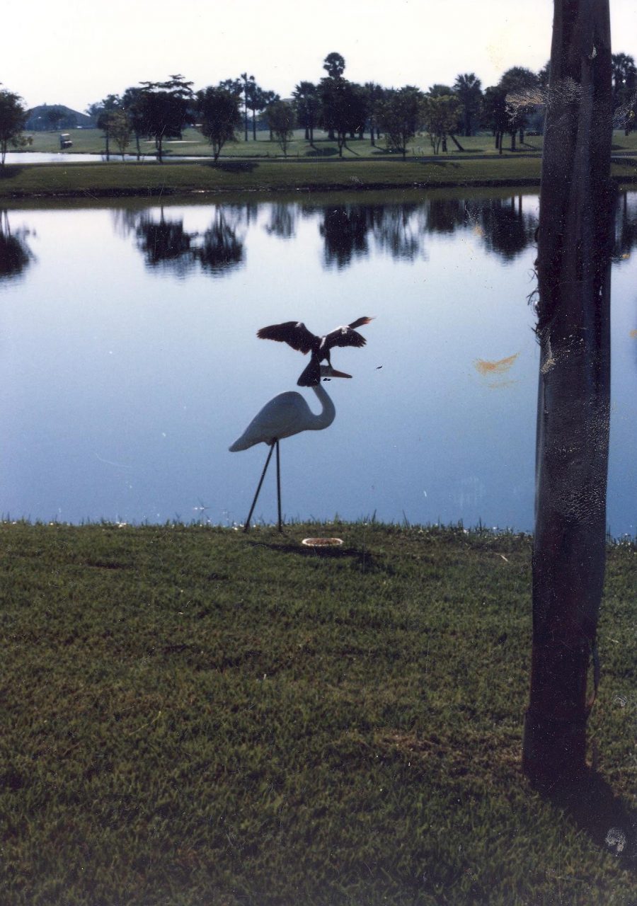 SUSAN PELISH – SOUTH FLORIDA ARTIST