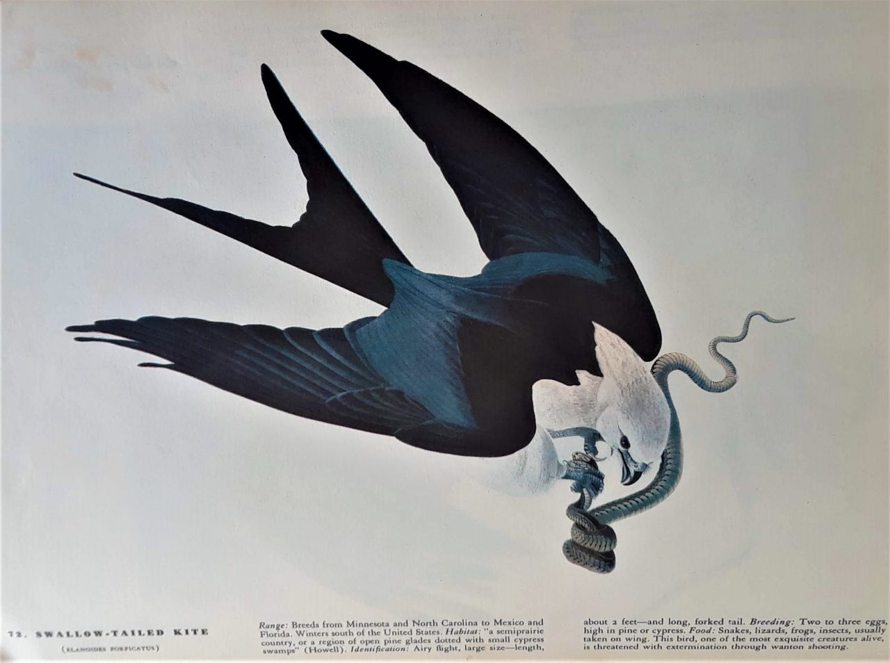 SUSAN PELISH – SOUTH FLORIDA ARTIST