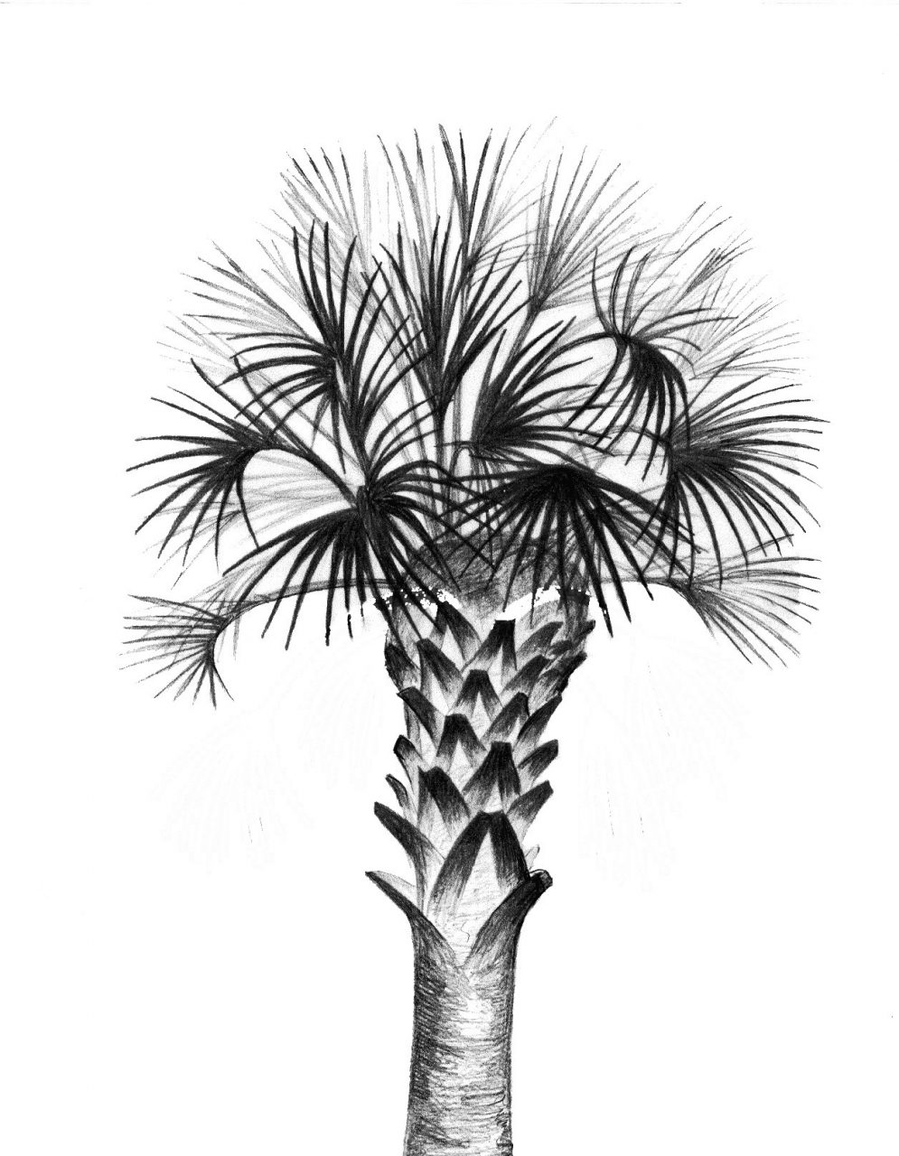 SUSAN PELISH – SOUTH FLORIDA ARTIST