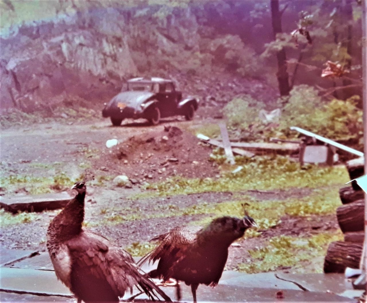 SUSAN PELISH – SOUTH FLORIDA ARTIST